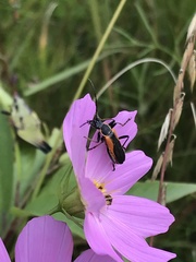 Chauliognathus limbicollis