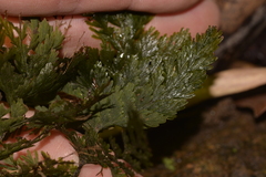 Hymenophyllum multifidum