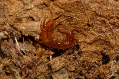 Lithobiidae