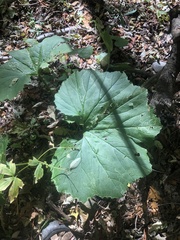 Arnoglossum reniforme