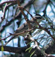 Lophospingus pusillus