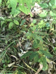 Hypericum mitchellianum