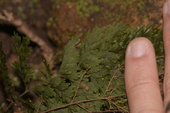 Hymenophyllum multifidum