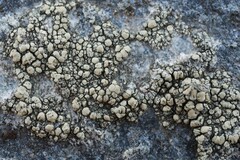Lecanora polytropa