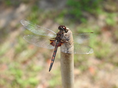 Celithemis ornata