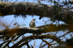 Indicator variegatus