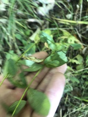 Hypericum mitchellianum