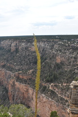 Agave utahensis kaibabensis