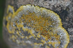 Variospora aurantia