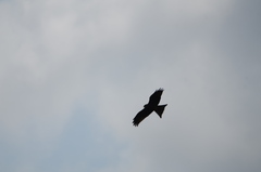 Milvus migrans parasitus