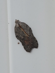 Acleris