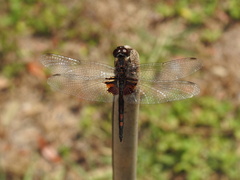 Celithemis ornata