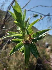 Cliffortia