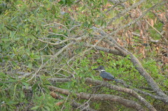 Megaceryle maxima maxima