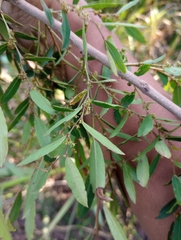 Phyllanthus sellowianus