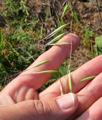 Avena barbata