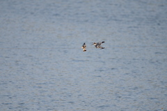 Ceryle rudis rudis