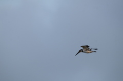 Ceryle rudis rudis