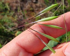 Avena barbata