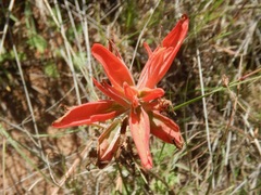 Castilleja