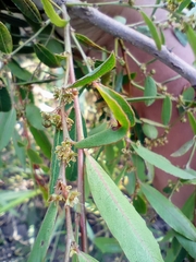 Phyllanthus sellowianus