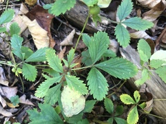 Potentilla anglica