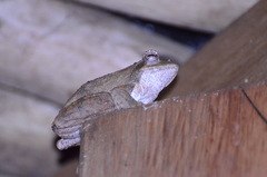 Chiromantis xerampelina