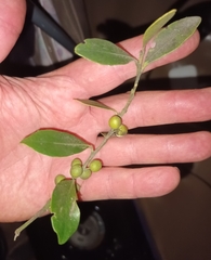 Robsonodendron eucleiforme