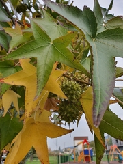 Liquidambar styraciflua