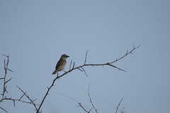 Cisticola natalensis