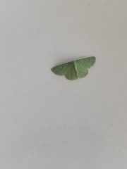 Synchlora
