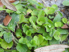 Dichondra carolinensis