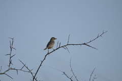 Cisticola natalensis