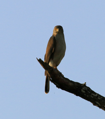 Accipiter tachiro tachiro
