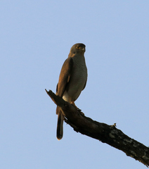 Accipiter tachiro tachiro