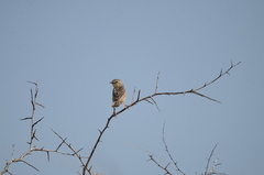 Cisticola natalensis