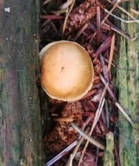 Gymnopilus penetrans