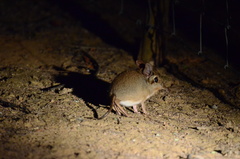 Petrodromus tetradactylus