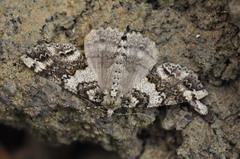 Ascotis fortunata