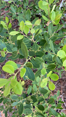 Ilex glabra