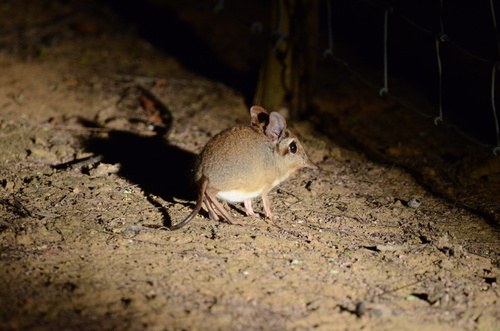 Four-toed Sengi