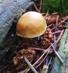 Gymnopilus penetrans