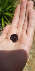 Diplopoda