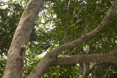 Chionanthus quadristamineus