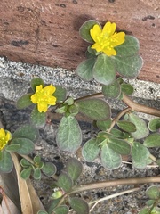 Portulaca oleracea