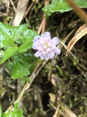 Persicaria runcinata