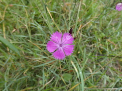 Dianthus seguieri