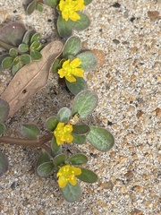 Portulaca oleracea