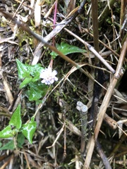 Persicaria runcinata