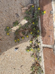Portulaca oleracea